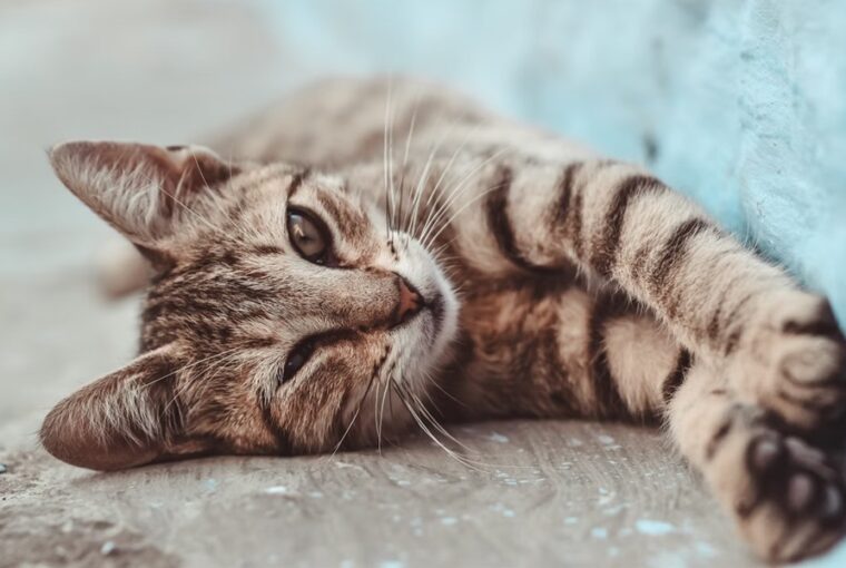 macskaivartalanitas valentin nap 3