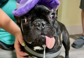 visszanott a kolyok bulldog alkacsanak nagy resze