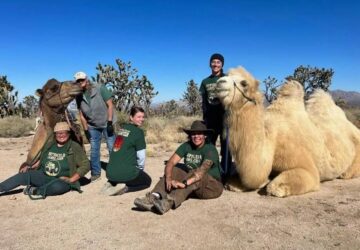 a sivatag haziallata segiti az erdositest