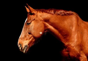 egy tarsashaz 3 emeleten probalta meg a lopott lovat elrejteni