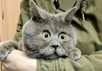 mokas abrazatu instagramsztar cicus