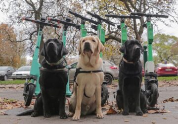 vakvezeto kutyak rollereznek 1