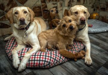 igy pihennek a vakvezetok 1