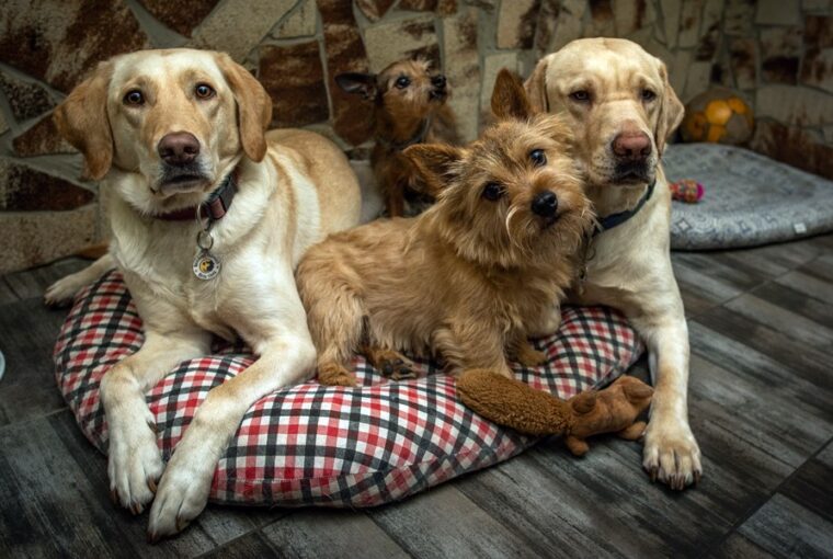 igy pihennek a vakvezetok 1