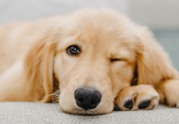 kibukott a rendorakademiarol