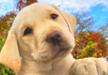 kolyokneveloket keresnek 2