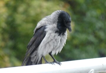 legjobb baratja egy varju