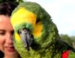 otthonra lelt a papagaj