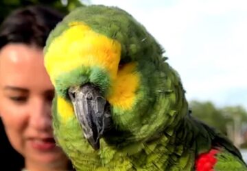 otthonra lelt a papagaj