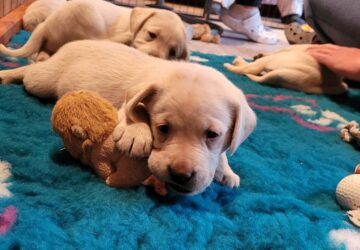 10 szer ennyi vakvezeto kutyara van szukseg 3