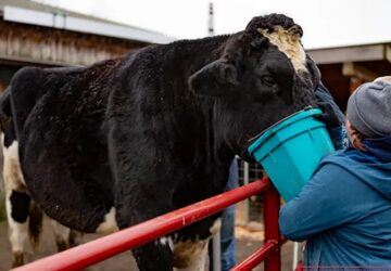 a vilag legnagyobb bikaja