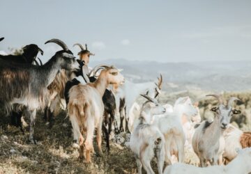 barki elvihet egy kecsket 2