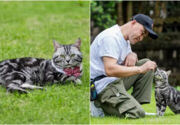 gordeszkazo rekorder cica