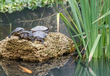 kerti tavak egyedulallo kornyezet kedvenc teknosodnek 1