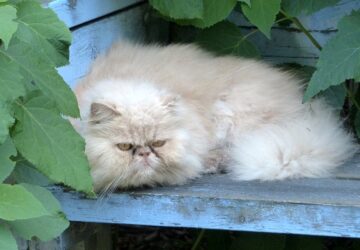 kiteszi a madaraknak a macskaszort