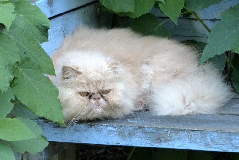 kiteszi a madaraknak a macskaszort