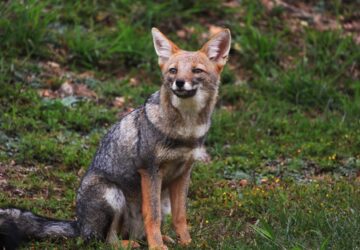 roka lehetett az oseink haziallata