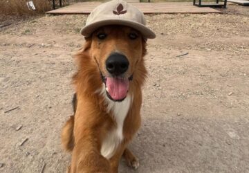 szelfizo utazgato kutyus