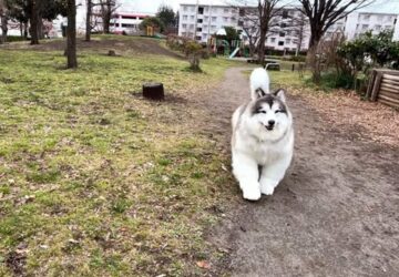 uj jelmezt szerzett be a japan kutyaember