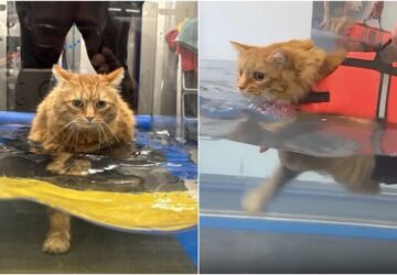 uszni vittek a macskat