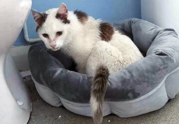 12 evig az utcan koborolt a cica