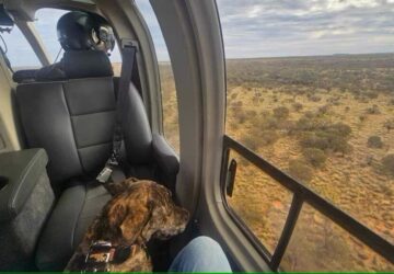 helikopterrel talaltak meg az eltunt kutyust