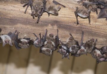 200 denever veszpremben 3