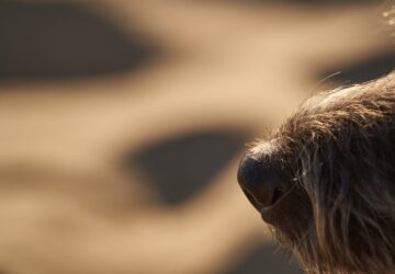 poszttraumatikus tuneteket jelezni kutyak 1