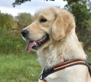 kutya golden retriever 01