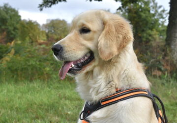 kutya golden retriever 01