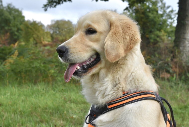 kutya golden retriever 01