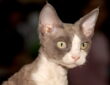 macska devon rex 01