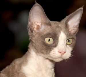 macska devon rex 01