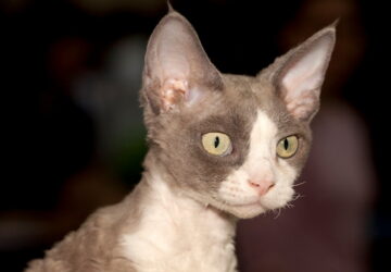 macska devon rex 01