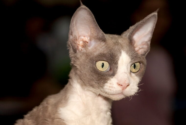 macska devon rex 01