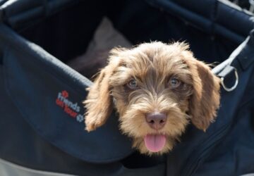 varja a kutyadat a nav