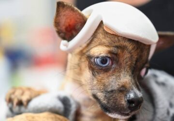 3D nyomtatóval készítettek sisakot a különleges problémával küzdő csivava fejére