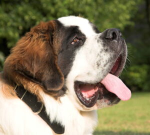 bernathegyi kutyafajta hegyek oriasa 01