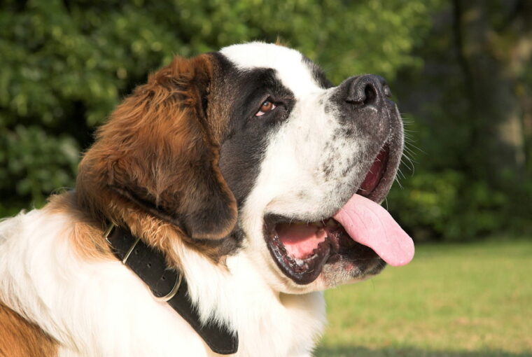 bernathegyi kutyafajta hegyek oriasa 01