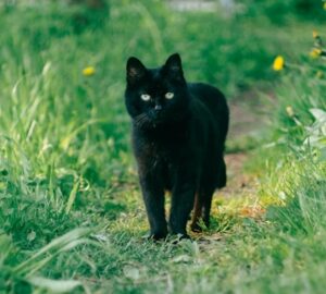 fekete macska balszerencse