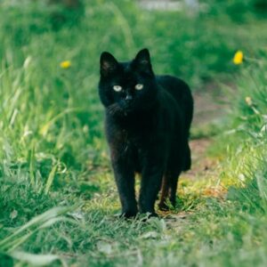 fekete macska balszerencse