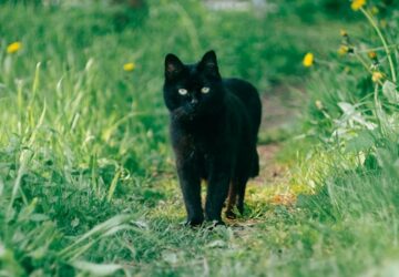 fekete macska balszerencse