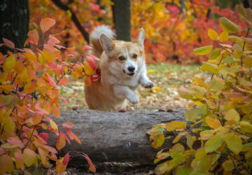 kutyas kirandulasok osszel 01