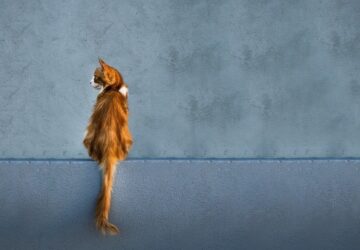 Lehet diszpláziás a macskám?