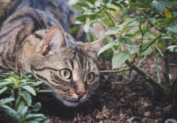 Macskák, akik rendet tesznek: fajták, amik patkányvadászatra születtek