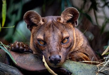 madagaszkar csucsragadozoja a fossza