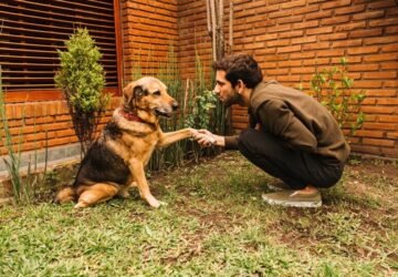Vége a sárga foltoknak! Melyik talajtakaró növény bírja a kutyapisit?