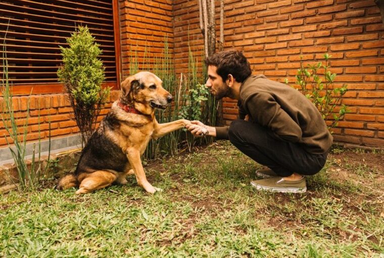 Vége a sárga foltoknak! Melyik talajtakaró növény bírja a kutyapisit?