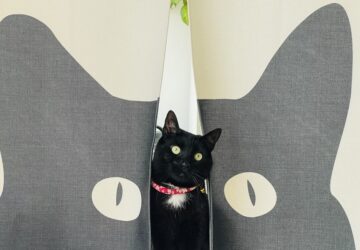 pentek 13 a fekete macska