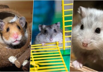 a horcsogok vilaga melyik fajt valasszuk es hogyan gondoskodjunk roluk